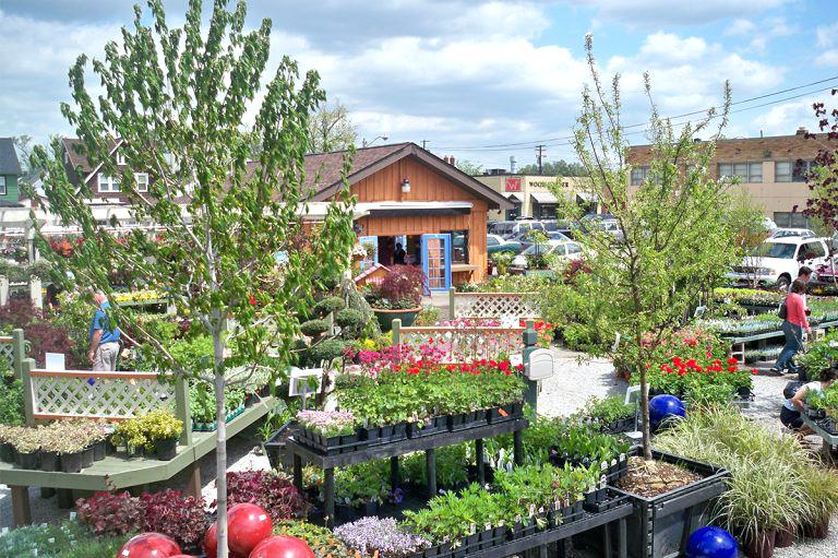 Plantas para floristerías