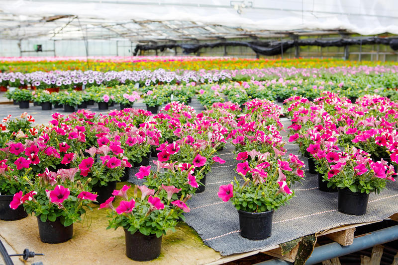 Plantas al por mayor en Madrid