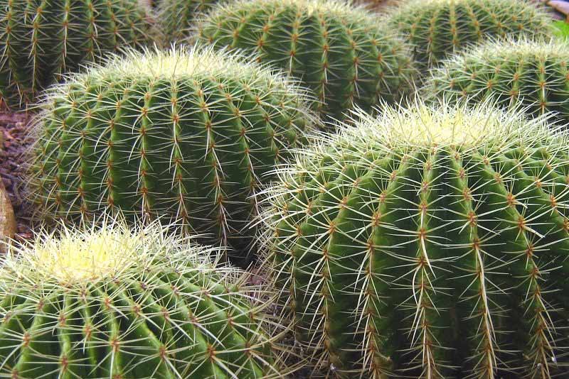 Cactus al por mayor