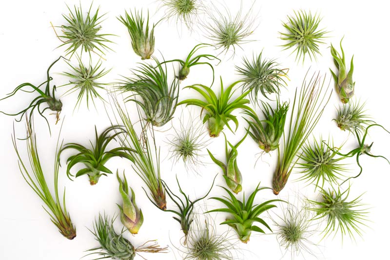 Tillandsia o plantas del aire