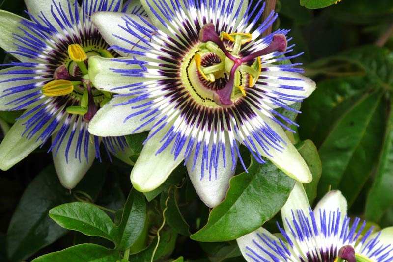 Cuidados de la Passiflora caerulea o flor de la pasión