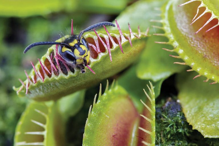Plantas carnívoras al por mayor online Rograplant Plantas carnívoras al por mayor online Rograplant