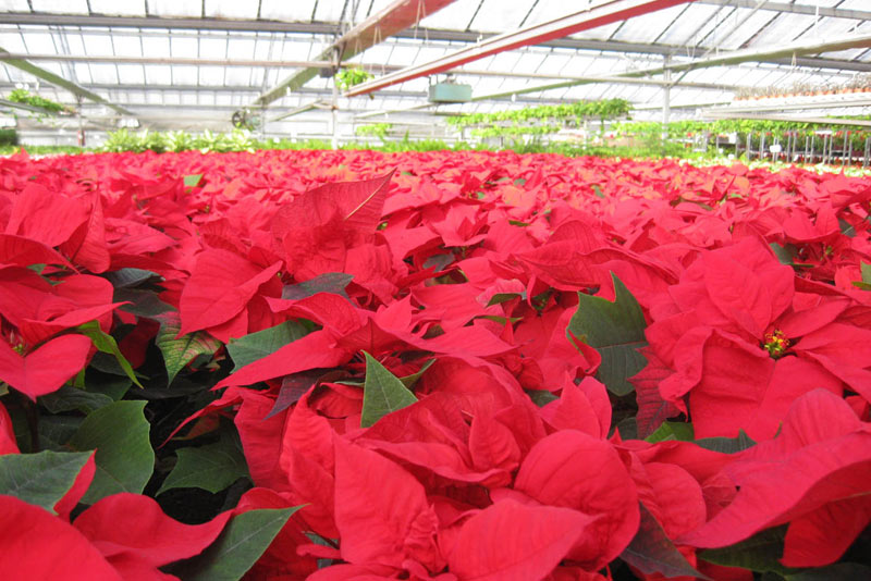 Cómo cuidar la poinsettia en Navidad