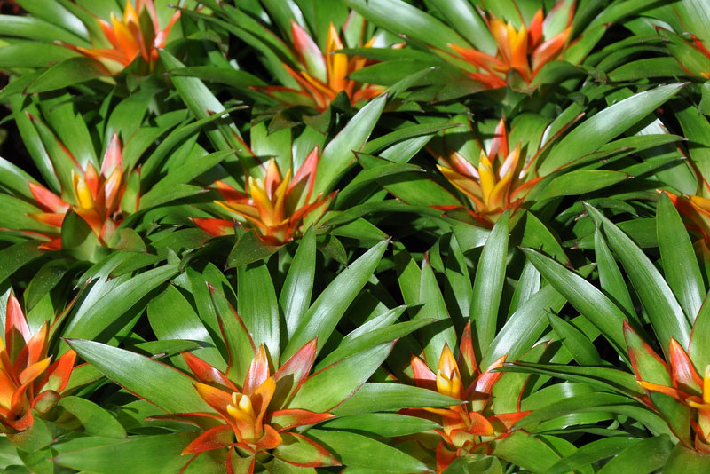 Guzmania Theresa al por mayor