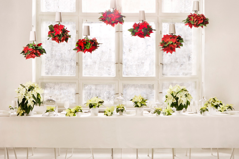 Plantas de Navidad al por mayor