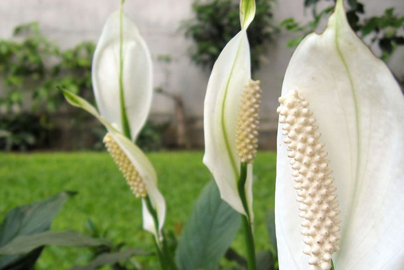 Spathiphyllum Chopin al por mayor