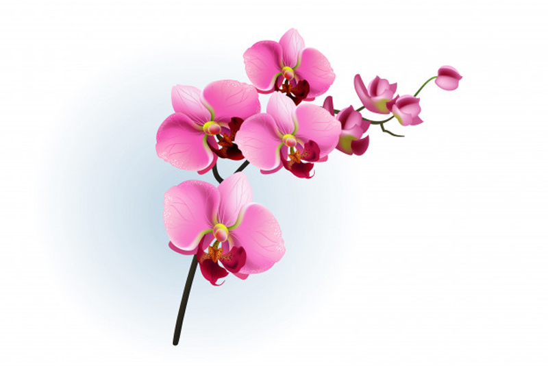 Trucos y consejos para el cuidado de las orquídeas