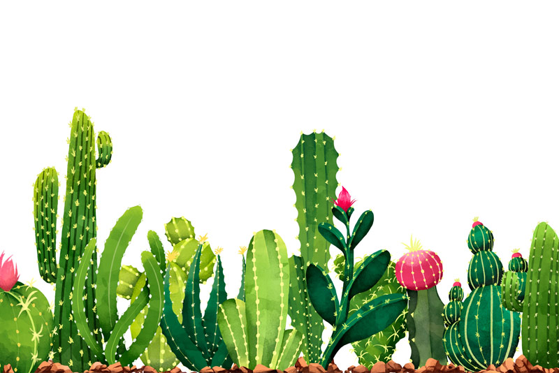 Cactus con flor al por mayor