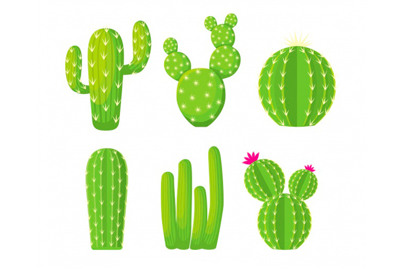 Trucos para cuidar los cactus