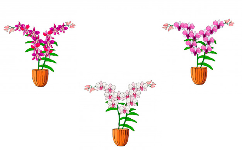 venta-orquideas-