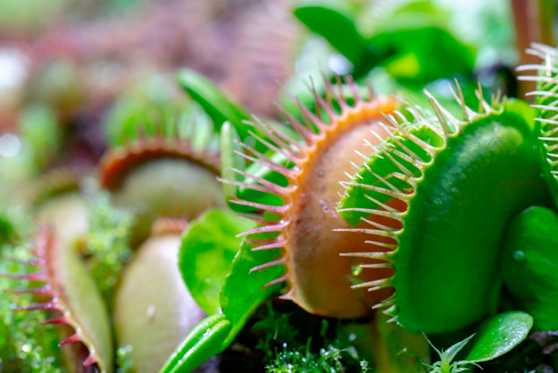 Cómo se cuidan las plantas carnívoras