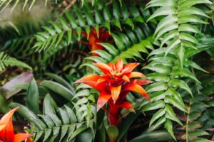 Bromelias al por mayor, cuidados y consejos