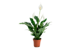 Consejos para cultivar spathiphyllum