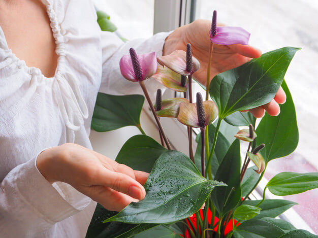 comprar anthurium al por mayor