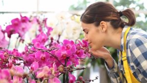 Venta de orquídeas al por mayor | Rograplant