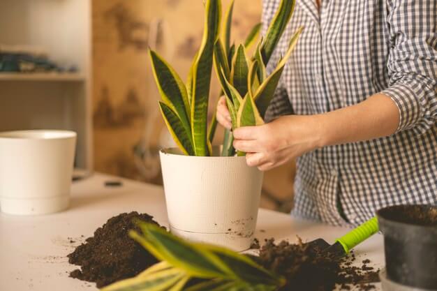 comprar sansevieria al por mayor