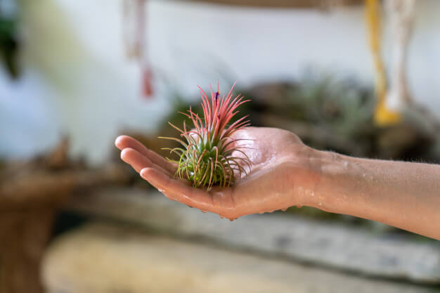 comprar tillandsia (clavel del aire) al por mayor