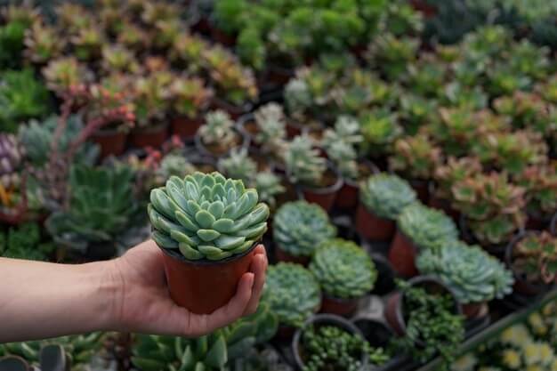 comprar echeveria al por mayor