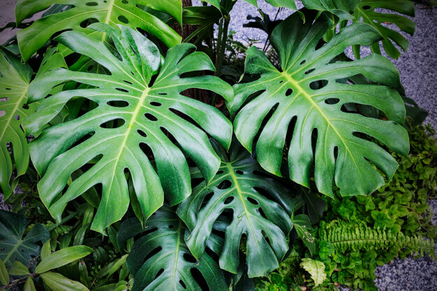 comprar monstera al por mayor