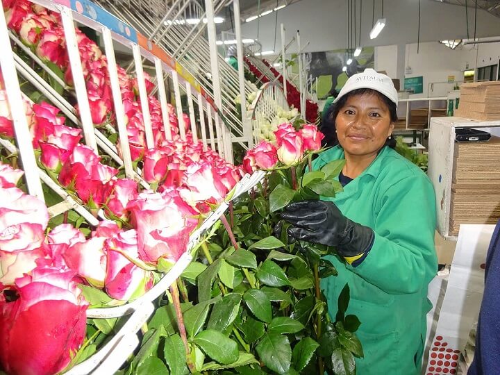 Comprar Rosas frescas – Rograplant