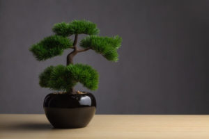 comprar bonsai al por mayor