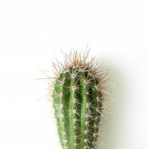 comprar cactus al por mayor