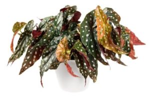 Comprar Rosas frescas – Rograplant