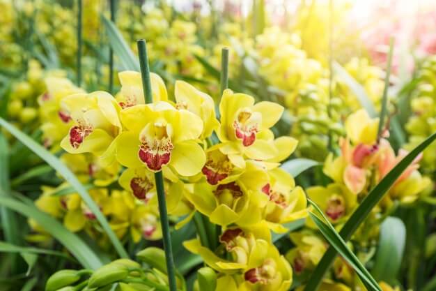 Venta de Cymbidium al por mayor | Rograplant