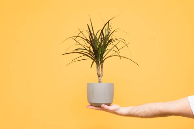 comprar dracaena al por mayor