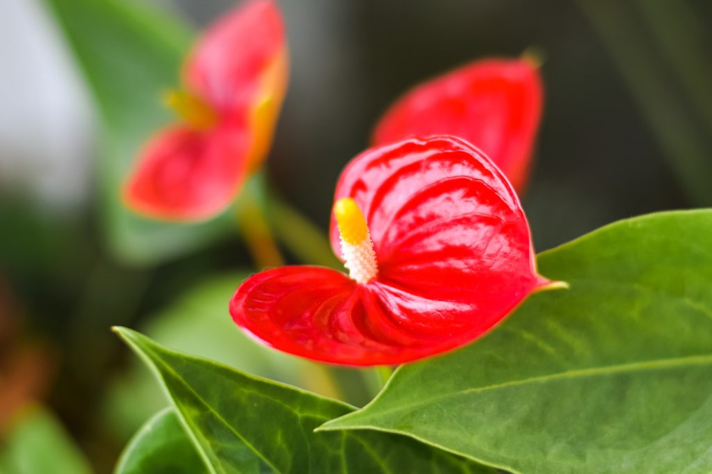 Anthurium andreanum - Anthurium is an evergreen plant of the Aroid family. Indoor, slightly toxic pl