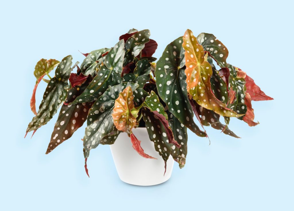 Begonia Maculata growing in white pot