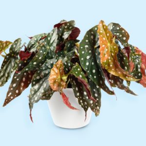 Begonia Maculata growing in white pot