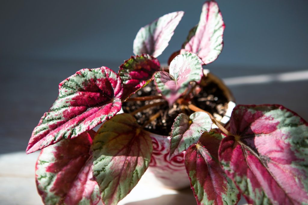 Begonia Maui Sunset decorative-deciduous Rex, scarlet leaf close-up in bright sunlight