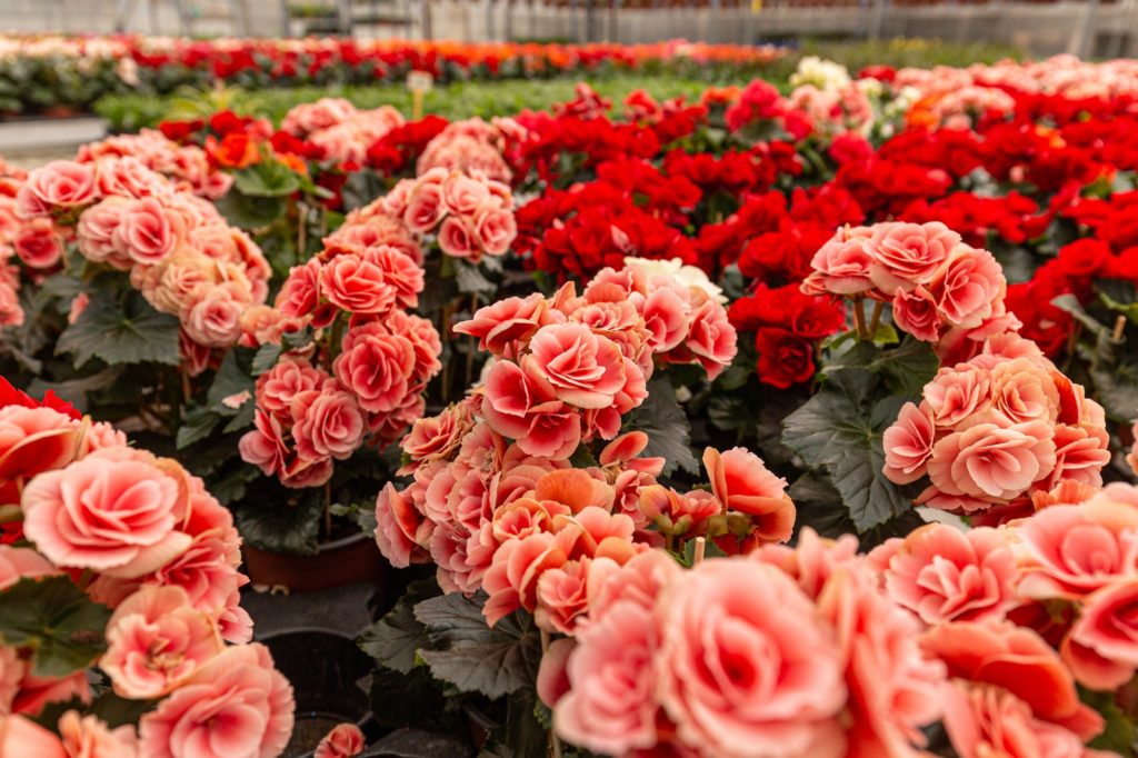 Colorful Begonia elatior