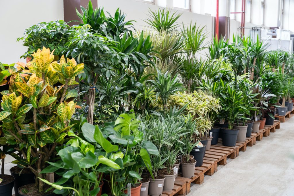 Houseplants in plastic pots for sale on flower market or store. Various indoor plants in greenhouse