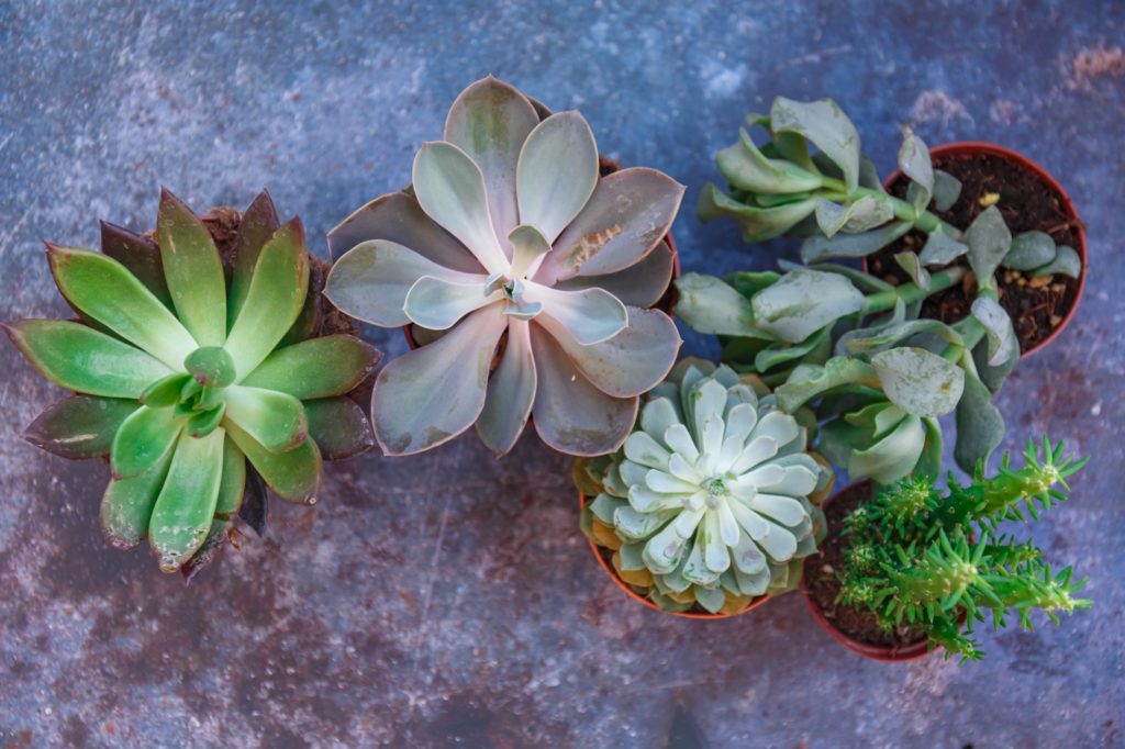 Modern green succulents, great design for any purposes. Nature background.