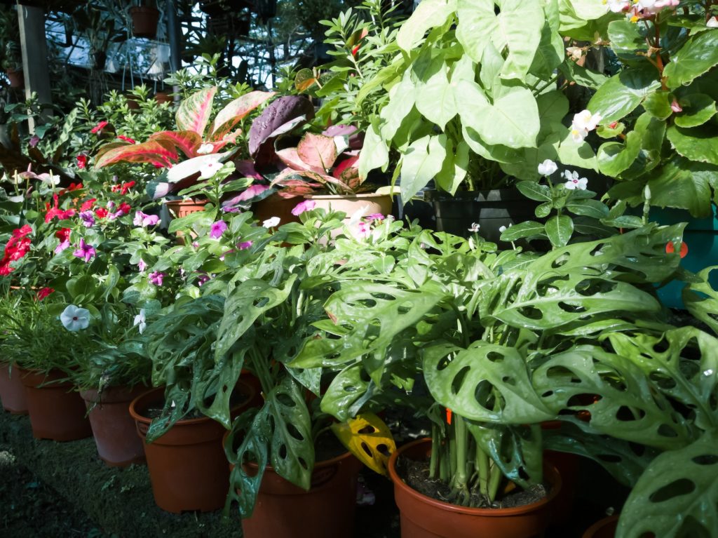 monstera adansonii and various green plants in the nursery