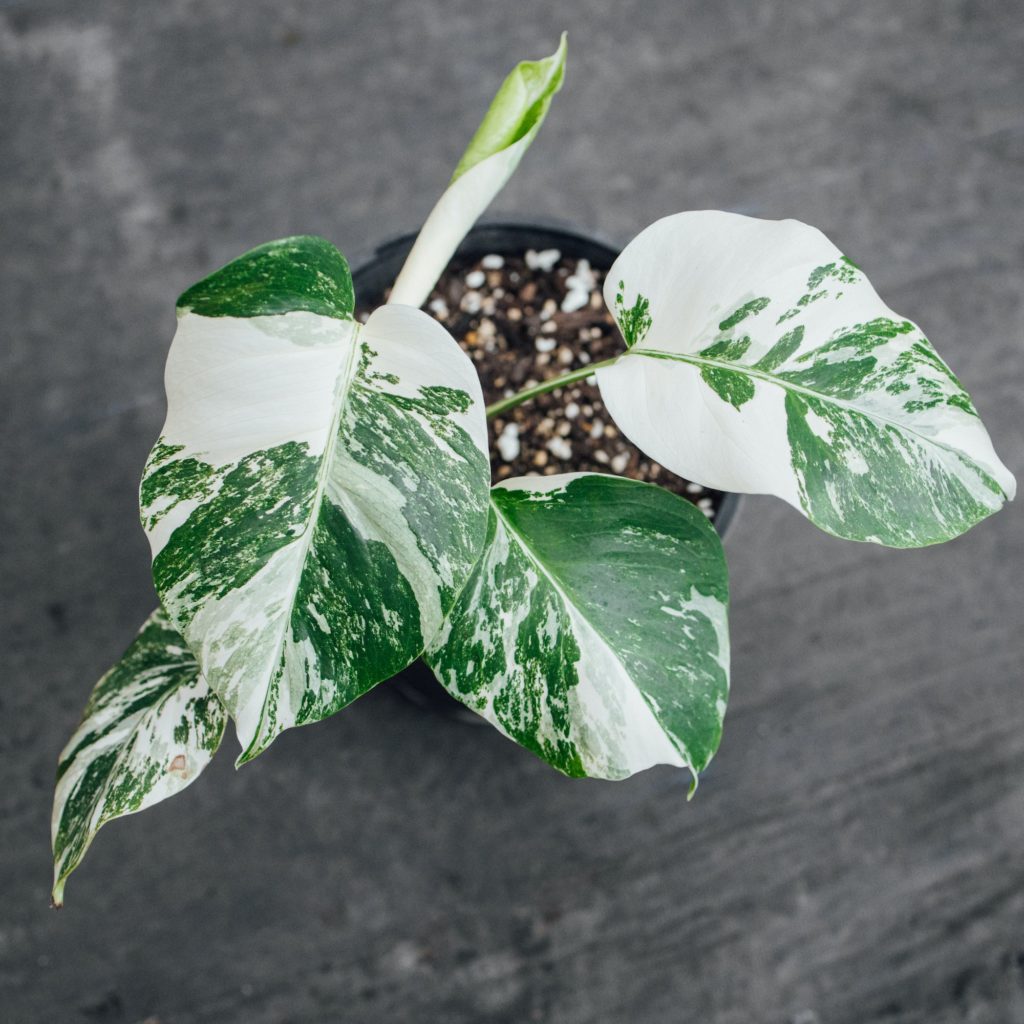 Monstera Deliciosa Albo Variegata