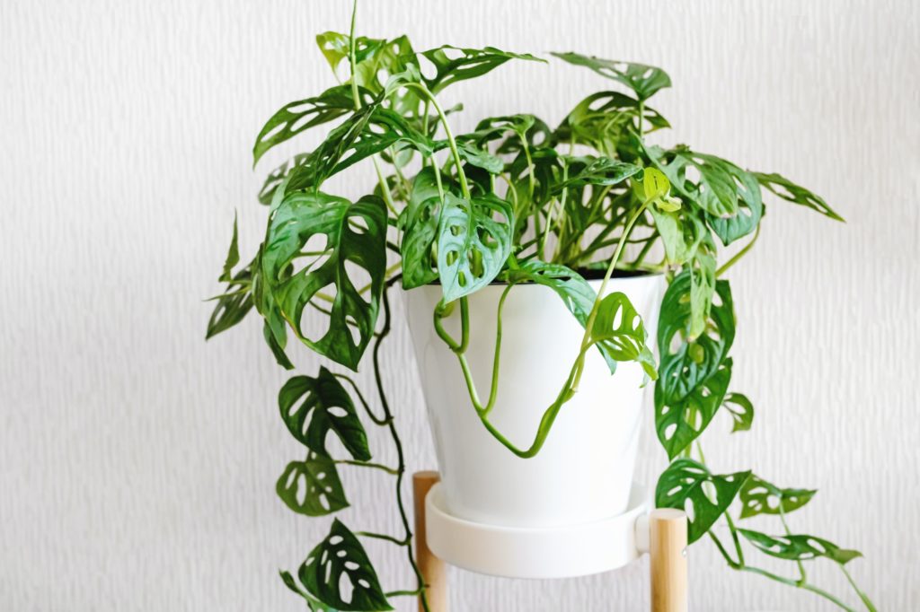 Monstera Monkey Mask or Obliqua or Adansonii stands on a white pedestal on a light background