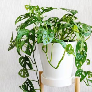 Monstera Monkey Mask or Obliqua or Adansonii stands on a white pedestal on a light background