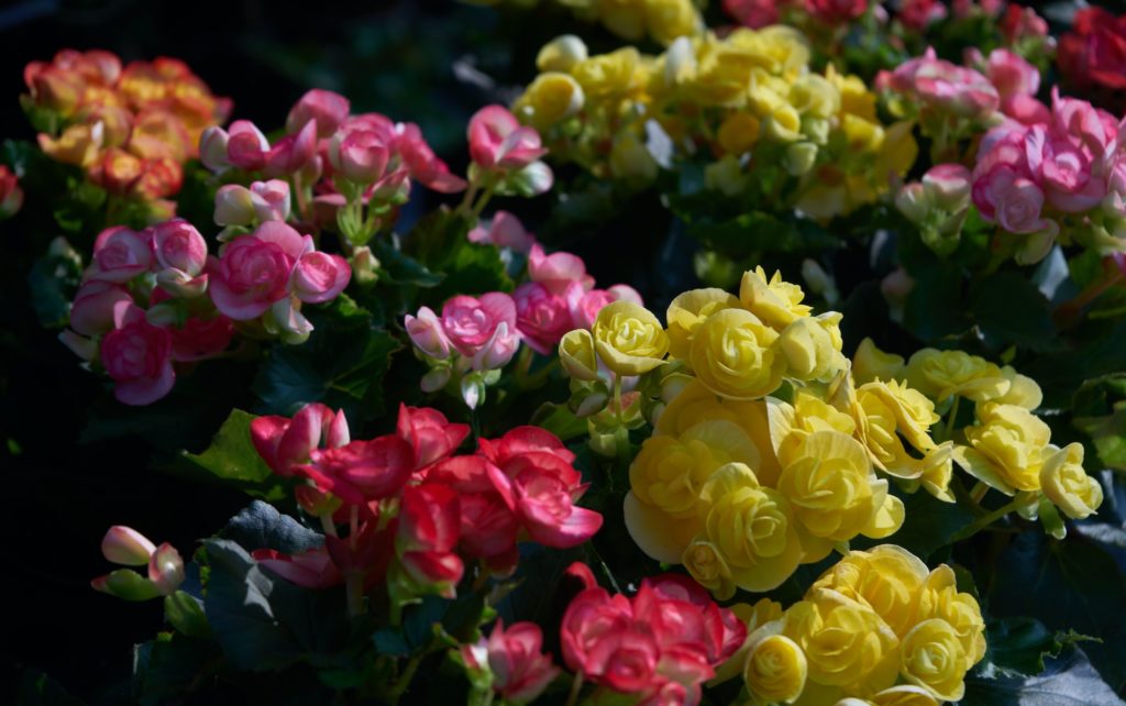 The colorful begonia flowers in the garden