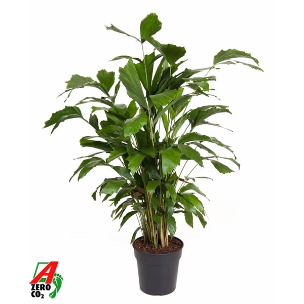 11b40c4fbcf1aab181529b1e15a02335