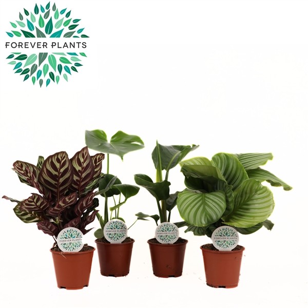 1b67c26f4220c6859e73e8946e645495