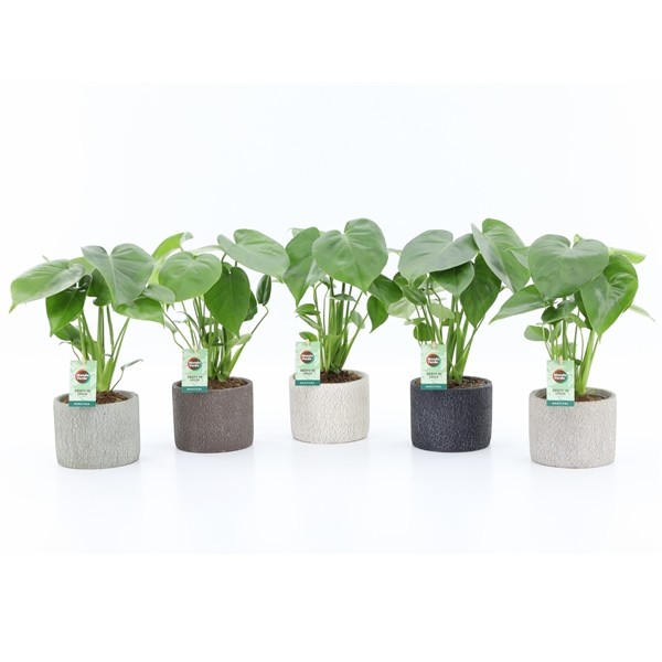 23b771a0824a60ba36de37f82cb4e9db