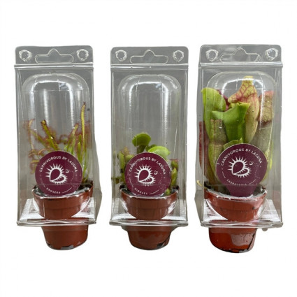 425-0a2d999abff27468455d02b28600b4b2