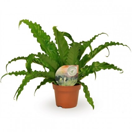 425-11206bf74136f39a8799b865f0002575