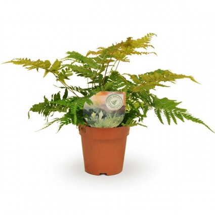 425-117aa2168c32abd6ce7d84ad9fd74bc8