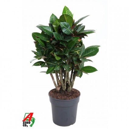 425-1a22a9b89fe0aba9e23f211425366d61