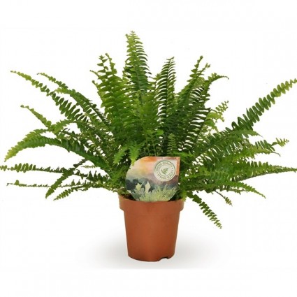 425-330d1710fd868fa5d5ecefa23ceaaac3