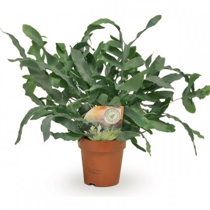 425-3f746493e991ba24b3b5ee7a9c5d9278